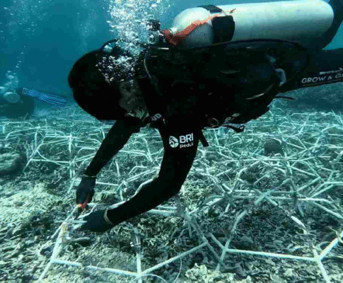 Jaga Ekosistem Laut Tetap Lestari, Ini Aksi Nyata BRI Menanam – Grow and Green di Pulau Kapoposang