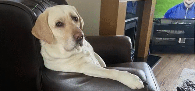 6 Potret Tingkah Laku Hewan Peliharaan Tiru Kebiasaan Manusia, Bikin Gemas