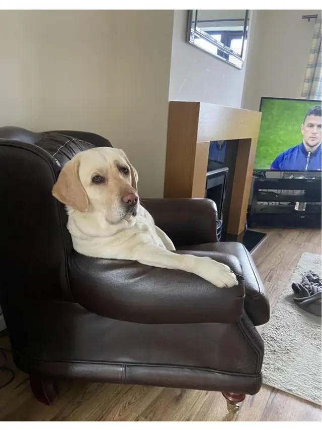 6 Potret Tingkah Laku Hewan Peliharaan Tiru Kebiasaan Manusia, Bikin Gemas