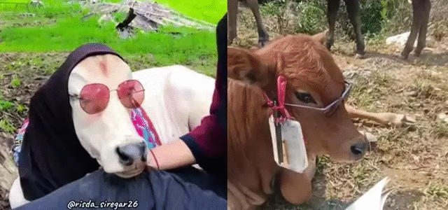 6 Gaya Sapi Didandani Gaul Ini Nyeleneh Banget, Ada-Ada Saja