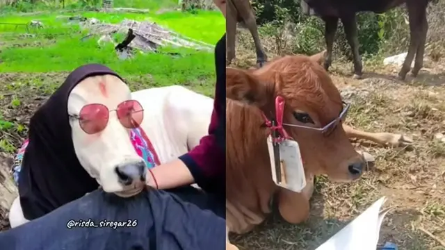 6 Gaya Sapi Didandani Gaul Ini Nyeleneh Banget, Ada-Ada Saja