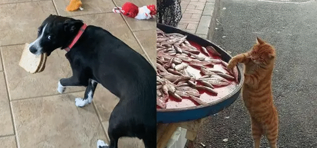 10 Momen Nyeleneh Hewan Ketahuan Mencuri, Ekspresinya Lucu Banget