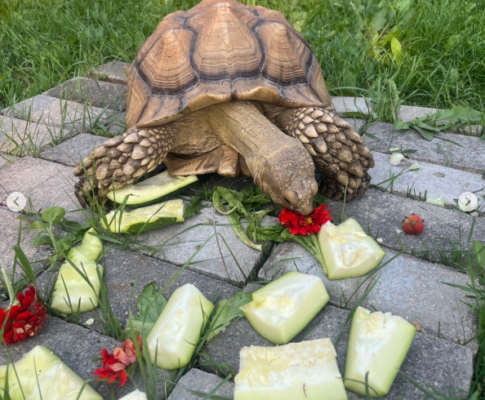 Escaped tortoise found after 2 weeks, over 12 miles from home