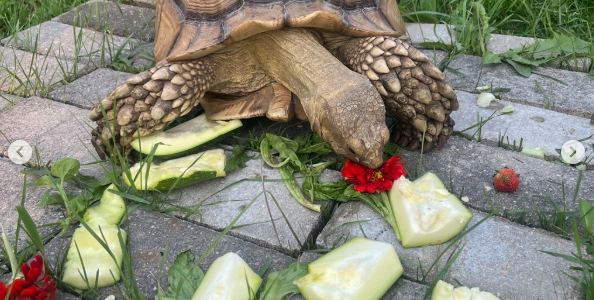 Escaped tortoise found after 2 weeks, over 12 miles from home